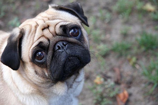 640px-Sad-pug